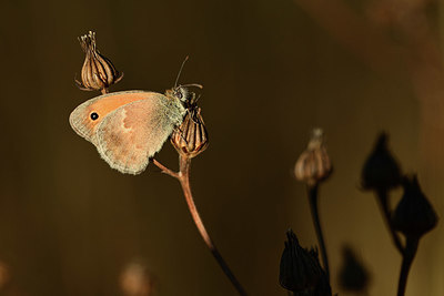 BUITEN BEELD Foto: 364113