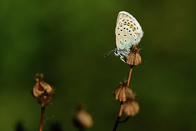 BUITEN BEELD Foto: 364115