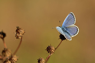 BUITEN BEELD Foto: 364116