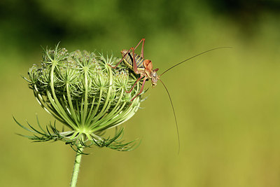 BUITEN BEELD Foto: 364121