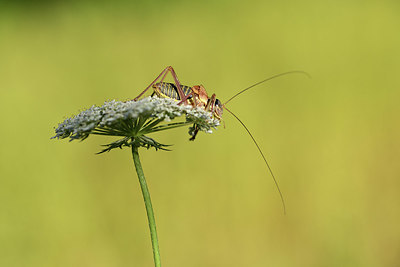 BUITEN BEELD Foto: 364123