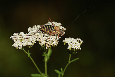 BUITEN BEELD Foto: 364129