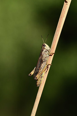 BUITEN BEELD Foto: 364131
