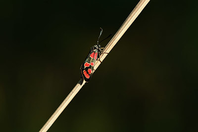 BUITEN BEELD Foto: 364133