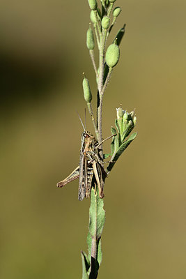 BUITEN BEELD Foto: 364136