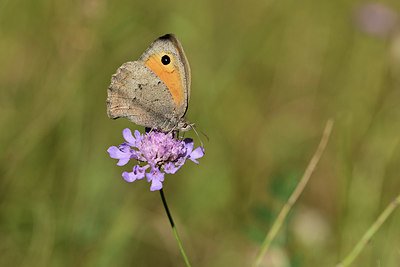 BUITEN BEELD Foto: 364137