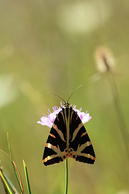 BUITEN BEELD Foto: 364139