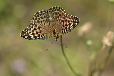 BUITEN BEELD Foto: 364145