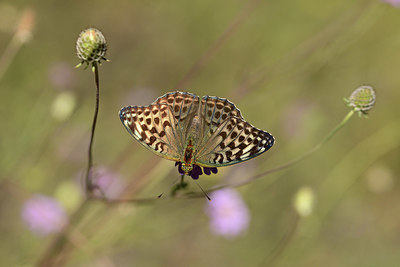 BUITEN BEELD Foto: 364147