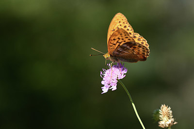 BUITEN BEELD Foto: 364148