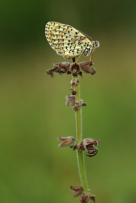 BUITEN BEELD Foto: 364149