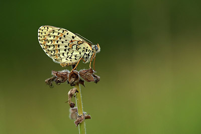 BUITEN BEELD Foto: 364150