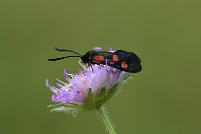 BUITEN BEELD Foto: 364152