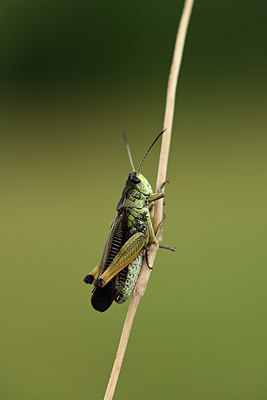BUITEN BEELD Foto: 364155