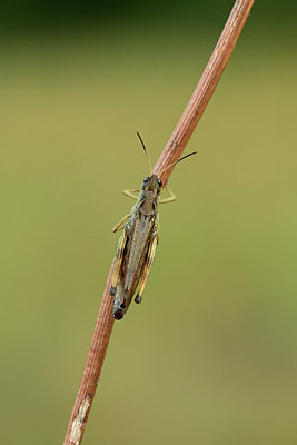 BUITEN BEELD Foto: 364160