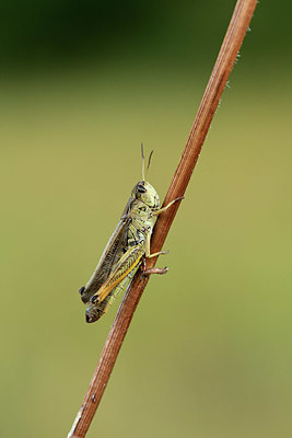 BUITEN BEELD Foto: 364161