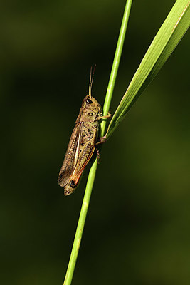 BUITEN BEELD Foto: 364164