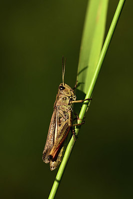 BUITEN BEELD Foto: 364165