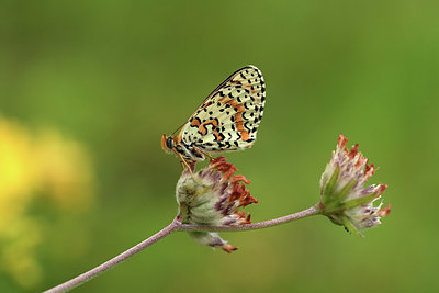 BUITEN BEELD Foto: 364166