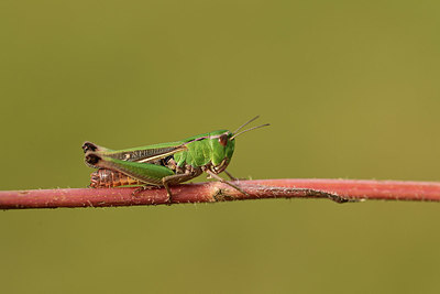 BUITEN BEELD Foto: 364170