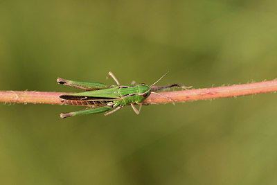 BUITEN BEELD Foto: 364171