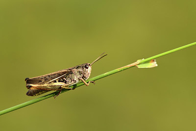 BUITEN BEELD Foto: 364178