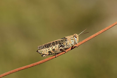 BUITEN BEELD Foto: 364181