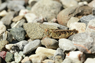 BUITEN BEELD Foto: 364186