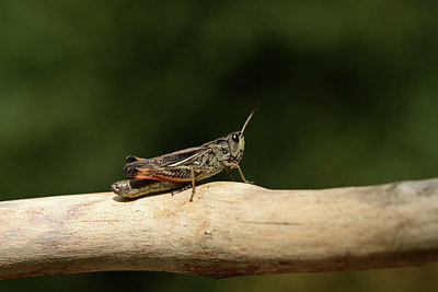 BUITEN BEELD Foto: 364190