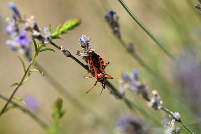 BUITEN BEELD Foto: 364198