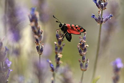 BUITEN BEELD Foto: 364202