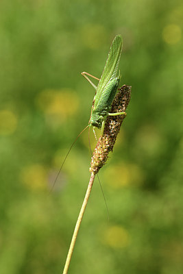 BUITEN BEELD Foto: 364212