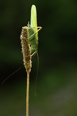 BUITEN BEELD Foto: 364213
