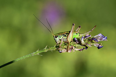 BUITEN BEELD Foto: 364225