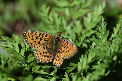 BUITEN BEELD Foto: 364231