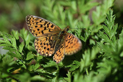 BUITEN BEELD Foto: 364232