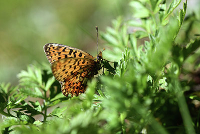 BUITEN BEELD Foto: 364233