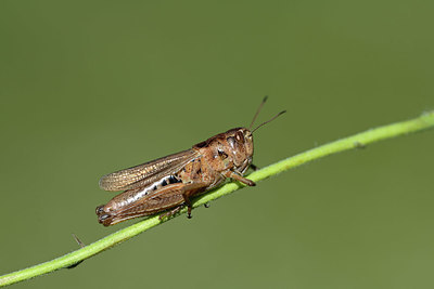 BUITEN BEELD Foto: 364234