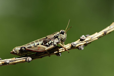 BUITEN BEELD Foto: 364235