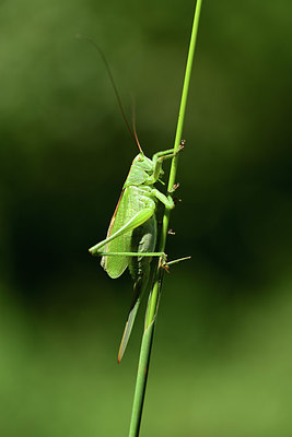 BUITEN BEELD Foto: 364236