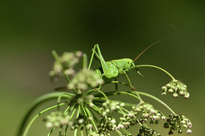 BUITEN BEELD Foto: 364239