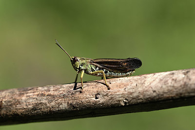 BUITEN BEELD Foto: 364240