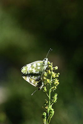 BUITEN BEELD Foto: 364241