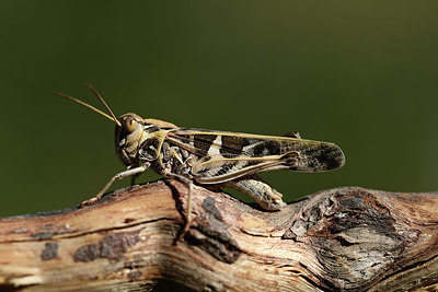 BUITEN BEELD Foto: 364242
