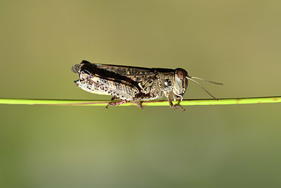 BUITEN BEELD Foto: 364244