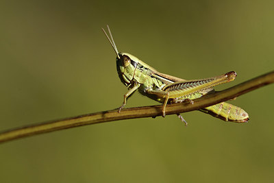 BUITEN BEELD Foto: 364247