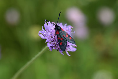 BUITEN BEELD Foto: 364249