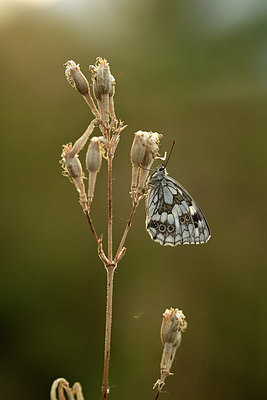 BUITEN BEELD Foto: 364253