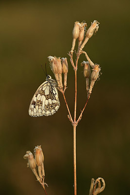 BUITEN BEELD Foto: 364254