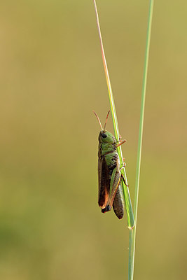 BUITEN BEELD Foto: 364255